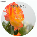 19usd Ngryise 300Pcs A Set Champagne Color Paeonia Lactiflora Flower Hot Seed DGF-S-SYD1