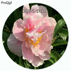 19usd Ngryise 300Pcs A Set Pink Color Paeonia Lactiflora Flower Hot Seed DGF-S-SYD2