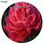 19usd Ngryise 300Pcs A Set Watermelon Red Color Paeonia Lactiflora Flower Hot Seed DGF-S-SYD4