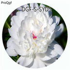 19usd Ngryise 300Pcs A Set White Color Paeonia Lactiflora Flower Hot Seed DGF-S-SYD5