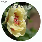 19usd Ngryise 300Pcs A Set Yellow Color Paeonia Lactiflora Flower Hot Seed DGF-S-SYD6