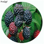 19usd Ngryise 3000Pcs A Set Black Color Raspberry Fruit Hot Seed DGF-S-RRRD1