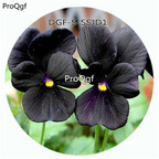 19usd Ngryise 5000Pcs A Set Black Color Viola Tricolor Flower Hot Seed DGF-S-SSJD1