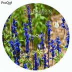 19usd Ngryise 5000Pcs A Set Blue Color Salvia Japonica Flower Hot Seed DGF-S-SWCD1