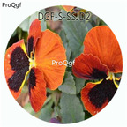 19usd Ngryise 5000Pcs A Set Champagne Color Viola Tricolor Flower Hot Seed DGF-S-SSJD2