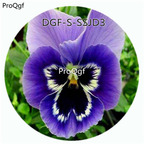 19usd Ngryise 5000Pcs A Set Double Blue Color Viola Tricolor Flower Hot Seed DGF-S-SSJD3