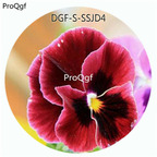 19usd Ngryise 5000Pcs A Set Double Red Color Viola Tricolor Flower Hot Seed DGF-S-SSJD4