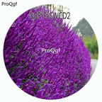 19usd Ngryise 5000Pcs A Set Purple Color Salvia Japonica Flower Hot Seed DGF-S-SWCD2
