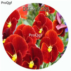 19usd Ngryise 5000Pcs A Set Red Color Viola Tricolor Flower Hot Seed DGF-S-SSJD5