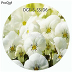 19usd Ngryise 5000Pcs A Set White Color Viola Tricolor Flower Hot Seed DGF-S-SSJD6