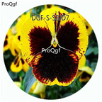 19usd Ngryise 5000Pcs A Set Yellow Brown Color Viola Tricolor Flower Hot Seed DGF-S-SSJD7