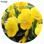 19usd Ngryise 5000Pcs A Set Yellow Color Viola Tricolor Flower Hot Seed DGF-S-SSJD8