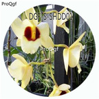 19usd Ngryise 50Pcs A Set Den Gatton Sunray Flower Hot Seed DGF-S-SHDD01