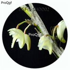19usd Ngryise 50Pcs A Set Dendrobium Acinaciforme Flower Hot Seed DGF-S-SHDD02