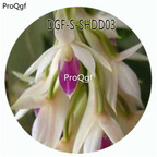 19usd Ngryise 50Pcs A Set Dendrobium Amethystoglossum Flower Hot Seed DGF-S-SHDD03