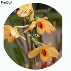19usd Ngryise 50Pcs A Set Dendrobium Aurantiacum Flower Hot Seed DGF-S-SHDD04