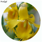 19usd Ngryise 50Pcs A Set Dendrobium Brymerianum Flower Hot Seed DGF-S-SHDD05