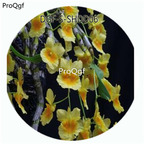 19usd Ngryise 50Pcs A Set Dendrobium Capiilipes Flower Hot Seed DGF-S-SHDD06