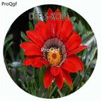19usd Ngryise 100Pcs A Set Dark Red Color Gazania Rigens Flower Hot Seed DGF-S-XZJD1