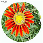 19usd Ngryise 100Pcs A Set Orange Color Gazania Rigens Flower Hot Seed DGF-S-XZJD2