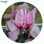 19usd Ngryise 100Pcs A Set Pink Color Cyclamen Persicum Flower Hot Seed DGF-S-XKLD3