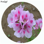 19usd Ngryise 100Pcs A Set Pink Color Godetia Amoena Don Flower Hot Seed DGF-S-SCHD2