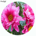 19usd Ngryise 100Pcs A Set Purple Color Dahlia Pinnate Flower Hot Seed DGF-S-XLHD3