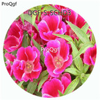 19usd Ngryise 100Pcs A Set Purple Color Godetia Amoena Don Flower Hot Seed DGF-S-SCHD3