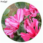 19usd Ngryise 100Pcs A Set Purple White Stripe Color Cyclamen Persicum Flower Hot Seed DGF-S-XKLD4