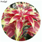 19usd Ngryise 100Pcs A Set Red Yellow Double Color Amaranthus Tricolor Flower Hot Seed DGF-S-YLHD2