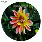 19usd Ngryise 100Pcs A Set Red Yellow Double Color Dahlia Pinnate Flower Hot Seed DGF-S-XLHD4