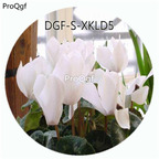 19usd Ngryise 100Pcs A Set White Color Cyclamen Persicum Flower Hot Seed DGF-S-XKLD5