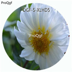 19usd Ngryise 100Pcs A Set White Color Dahlia Pinnate Flower Hot Seed DGF-S-XLHD5
