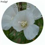 19usd Ngryise 100Pcs A Set White Color Godetia Amoena Don Flower Hot Seed DGF-S-SCHD4