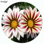 19usd Ngryise 100Pcs A Set White Purple Stripe Color Gazania Rigens Flower Hot Seed DGF-S-XZJD3
