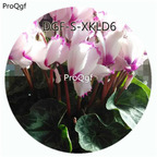 19usd Ngryise 100Pcs A Set White With Purple Edge Color Cyclamen Persicum Flower Hot Seed DGF-S-XKLD6