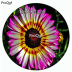 19usd Ngryise 100Pcs A Set White With Purple Edge Color Gazania Rigens Flower Hot Seed DGF-S-XZJD4