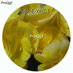 19usd Ngryise 100Pcs A Set Yellow Color Cyclamen Persicum Flower Hot Seed DGF-S-XKLD7