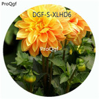 19usd Ngryise 100Pcs A Set Yellow Color Dahlia Pinnate Flower Hot Seed DGF-S-XLHD6