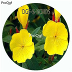 19usd Ngryise 100Pcs A Set Yellow Color Godetia Amoena Don Flower Hot Seed DGF-S-SCHD5