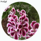 19usd Ngryise 300Pcs A Set Elegance imperial Pelargonium Hortorum Flower Hot Seed DGF-S-TZKD1