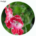 19usd Ngryise 300Pcs A Set Lijiang Pelargonium Hortorum Flower Hot Seed DGF-S-TZKD2