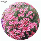 19usd Ngryise 300Pcs A Set Orange Angel Eye Pelargonium Hortorum Flower Hot Seed DGF-S-TZKD3