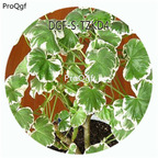 19usd Ngryise 300Pcs A Set Pelargonium hortorum Bailey Pelargonium Hortorum Flower Hot Seed DGF-S-TZKD4