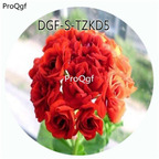 19usd Ngryise 300Pcs A Set Scarlet Rosebud Pelargonium Hortorum Flower Hot Seed DGF-S-TZKD5