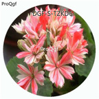 19usd Ngryise 300Pcs A Set Switzerland Angel Eye Pelargonium Hortorum Flower Hot Seed DGF-S-TZKD6