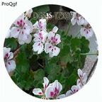 19usd Ngryise 300Pcs A Set White Splash Pelargonium Hortorum Flower Hot Seed DGF-S-TZKD7