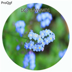 19usd Ngryise 500Pcs A Set Blue Color Myosotis Sylvatica Flower Hot Seed DGF-S-WWWD1