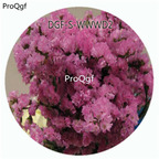 19usd Ngryise 500Pcs A Set Purple Color Myosotis Sylvatica Flower Hot Seed DGF-S-WWWD2