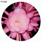 19usd Ngryise 3000Pcs A Set Pink Color Epiphyllum Oxypetalum Flower Hot Seed DGF-S-THD3